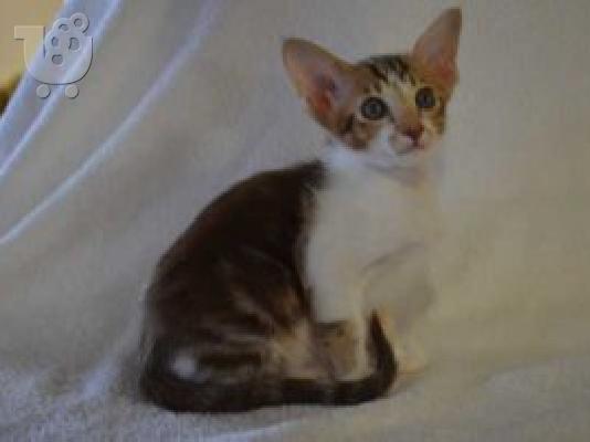 PoulaTo: Exquisite oriental kittens seeking new homes